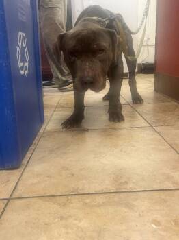 Elmer -  Mixed Breed Dog for Adoption in Cincinnati, Ohio - Elmer | PetCurious