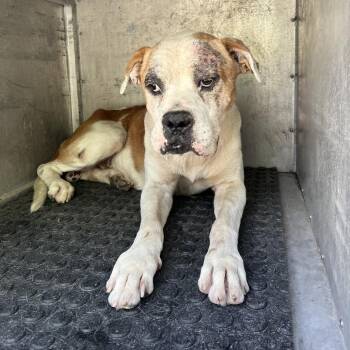 Ravioli -  Boxer and Mixed Breed Dog Available for Adoption in Edinburg, Texas - Ravioli | PetCurious
