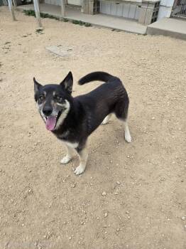 Gus -  Husky and Shepherd Dog for Adoption in Maquoketa, Iowa - Gus | PetCurious