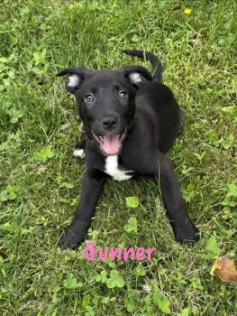 Gunner, Pyro and Riot -  German Shepherd Dog Dog Available for Adoption in Roxbury Township, New Jersey - Gunner, Pyro And Riot | PetCurious