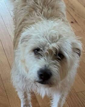 Buster -  Mixed Breed Dog for Adoption in Egg Harbor City, New Jersey - Buster | PetCurious