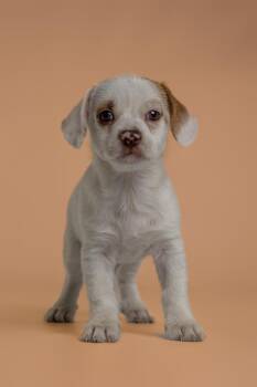 Gabbana -  Chihuahua and Maltese Dog for Adoption in Wolcott, Connecticut - Gabbana | PetCurious