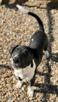 Hank -  Labrador Retriever and Border Collie Dog for Adoption in North Olmsted, Ohio - Hank | PetCurious