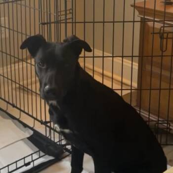 Mabel Martin -  Mixed Breed Dog for Adoption in Huntsville, Alabama - Mabel Martin | PetCurious