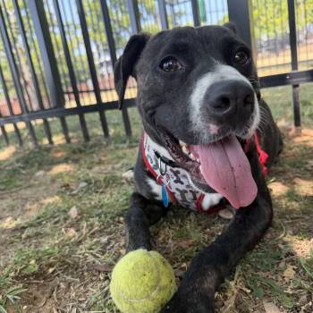 Stanley -  Pit Bull Terrier Dog for Adoption in Columbia, South Carolina - Stanley | PetCurious