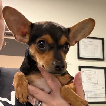 Venus -  Chihuahua Dog for Adoption in Tampa, Florida - Venus | PetCurious