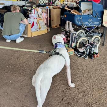 Sage -  Pit Bull Terrier Dog for Adoption in Louisville, Kentucky - Sage | PetCurious