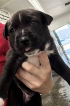 SOPHIA -  Labrador Retriever and Mixed Breed Dog for Adoption in San Bernardino, California - SOPHIA | PetCurious