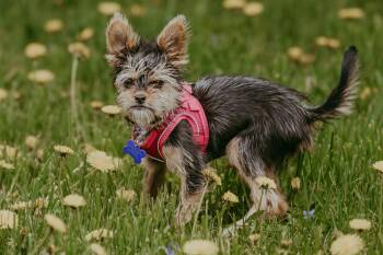 Yorkshire Terrier Dogs Available for Adoption in Waunakee, Wisconsin - Lilly Pulitzer | PetCurious