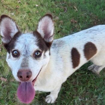 Corgi Dogs Available for Adoption - Oakley | PetCurious