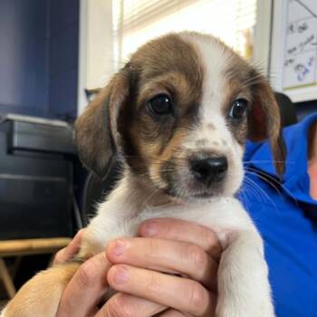 Cashew -  Beagle Dog for Adoption in Westhampton, New York - Cashew | PetCurious