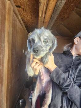 Rescue Mixed Breed Dogs for Adoption in Severance, Colorado - Brooks | PetCurious