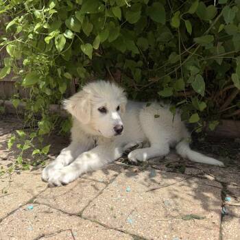Great Pyrenees Dogs Available for Adoption in Olive Branch, Mississippi - Great Pyrenees Puppies | PetCurious