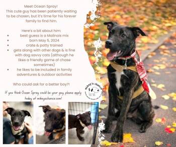 Rescue American Staffordshire Terrier Dogs for Adoption in West Richland, Washington - Ocean Spray-FOSTER NEEDED | PetCurious