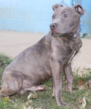 Rescue Terrier Dogs for Adoption in Forrest City, Arkansas - Wyman | PetCurious