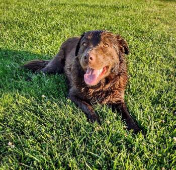Rescue Australian Shepherd and Labrador Retriever Dogs for Adoption in Evergreen, Colorado - Cedar Rose | PetCurious