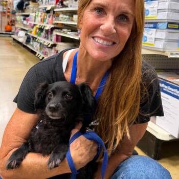 CJAY -  Spaniel Dog for Adoption in Waterford, New Jersey - CJAY | PetCurious