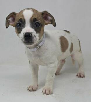 Jack Russell Terrier and Beagle Dogs Available for Adoption - Hastings | PetCurious