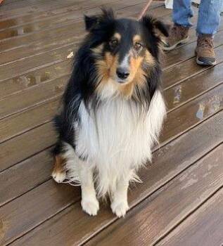 Shetland Sheepdog Sheltie Dogs Available for Adoption - Thor | PetCurious