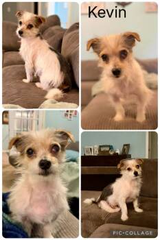 Yorkshire Terrier and Mixed Breed Dogs Available for Adoption in Enterprise, Alabama - Kevin | PetCurious