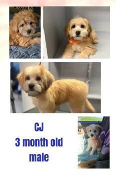 CJ -  Maltese Dog for Adoption in Eugene, Oregon - CJ | PetCurious
