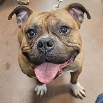 Dale -  American Staffordshire Terrier Dog for Adoption in Lynchburg, Virginia - Dale | PetCurious