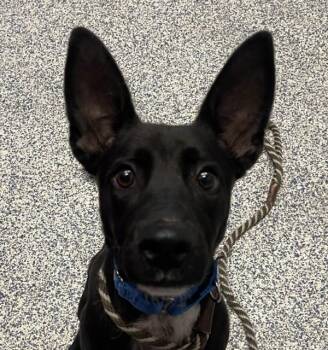 German Shepherd Dog Dogs Available for Adoption in Golden, Colorado - Mr. Peach | PetCurious