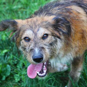 Nallie -  Shepherd and Goldendoodle Dog for Adoption in Hayward, Wisconsin - Nallie | PetCurious