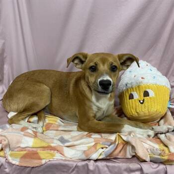 SUE -  Rat Terrier and Mixed Breed Dog for Adoption in Modesto, California - SUE | PetCurious