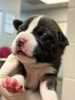 Mixed Breed Dogs Available for Adoption in Jacksonville, Florida - TAMARA | PetCurious