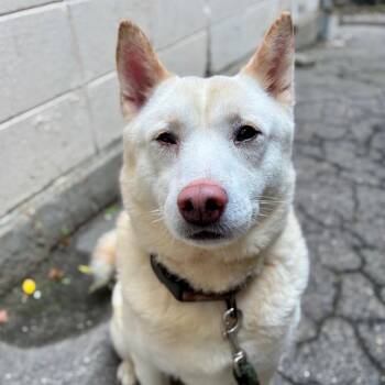 Rubble -  Shiba Inu Dog for Adoption in Providence, Rhode Island - Rubble | PetCurious