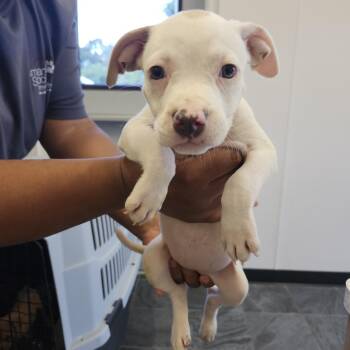 Trusty -  Terrier Dog for Adoption in Clearwater, Florida - Trusty | PetCurious