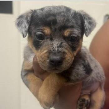 Jem -  Cattle Dog and Mixed Breed Dog for Adoption in Briarcliff Manor, New York - Jem | PetCurious