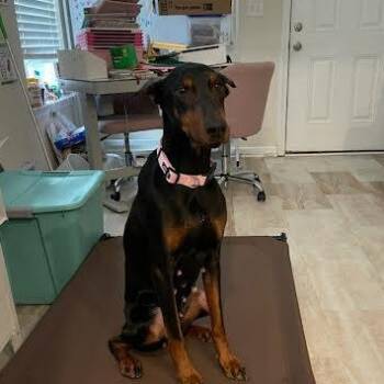 Doberman Pinscher Dogs Available for Adoption in Hopkinsville, Kentucky - Staci | PetCurious