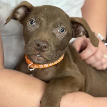 Ozzy -  Labrador Retriever and Catahoula Leopard Dog Dog for Adoption in Abbotsford, British Columbia - Ozzy | PetCurious