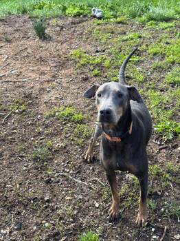 Rescue Doberman Pinscher Dogs for Adoption in Aurora, Ohio - Doli | PetCurious