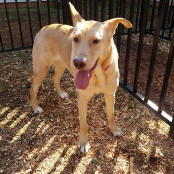 Labrador Retriever Dogs Available for Adoption in Roanoke, Virginia - Merry | PetCurious