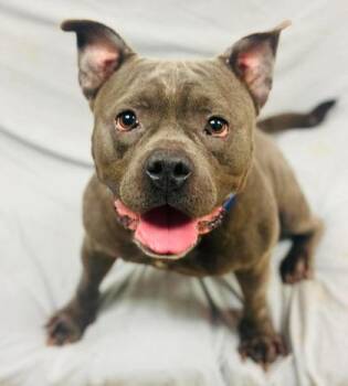 Bruno -  Mixed Breed Dog for Adoption in West Chester, Pennsylvania - Bruno | PetCurious