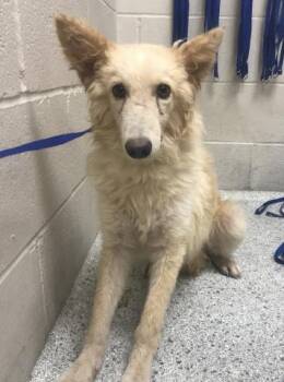BUTTON -  Australian Cattle Dog Blue Heeler and Mixed Breed Dog for Adoption in Conroe, Texas - BUTTON | PetCurious