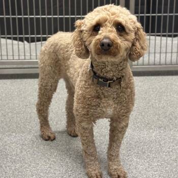 Mixed Breed Dogs Available for Adoption - Max | PetCurious
