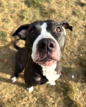 Rescue Pit Bull Terrier Dogs for Adoption in Hilton, New York - Iris | PetCurious