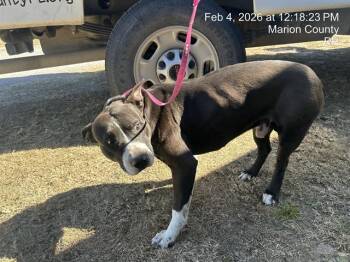 Pit Bull Terrier Dogs Available for Adoption - A376695 | PetCurious