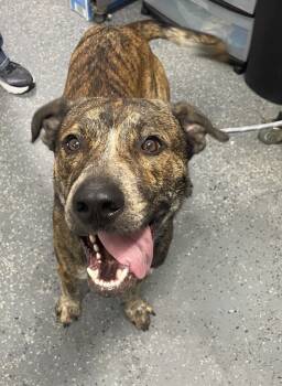 Rescue Mountain Cur Dogs for Adoption in Morristown, Tennessee - Gary | PetCurious