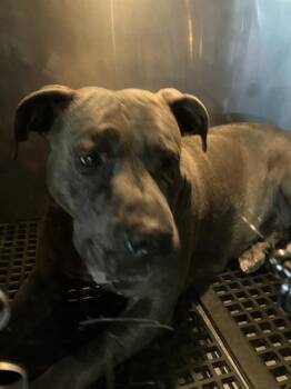 Pit Bull Terrier Dogs Available for Adoption - SAVAGE | PetCurious