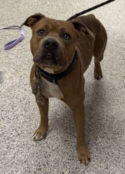Elio -  Pit Bull Terrier and Mixed Breed Dog for Adoption in Kansas City, Missouri - Elio | PetCurious