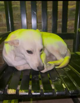 Rescue Rat Terrier Dogs for Adoption in Broken Arrow, Oklahoma - Lance | PetCurious