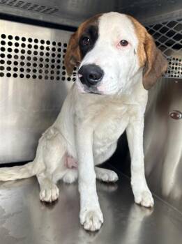 Australian Shepherd and Mixed Breed Dogs Available for Adoption - Diplo | PetCurious