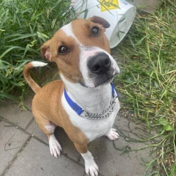 Fizz -  American Bulldog Dog for Adoption in West Des Moines, Iowa - Fizz | PetCurious