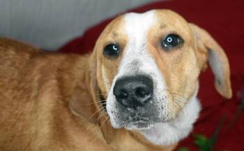 Hound Dogs Available for Adoption in Monroe, Louisiana - Gains | PetCurious
