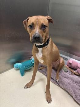 Lina -  Pit Bull Terrier Dog Available for Adoption in Kalamazoo, Michigan - Lina | PetCurious